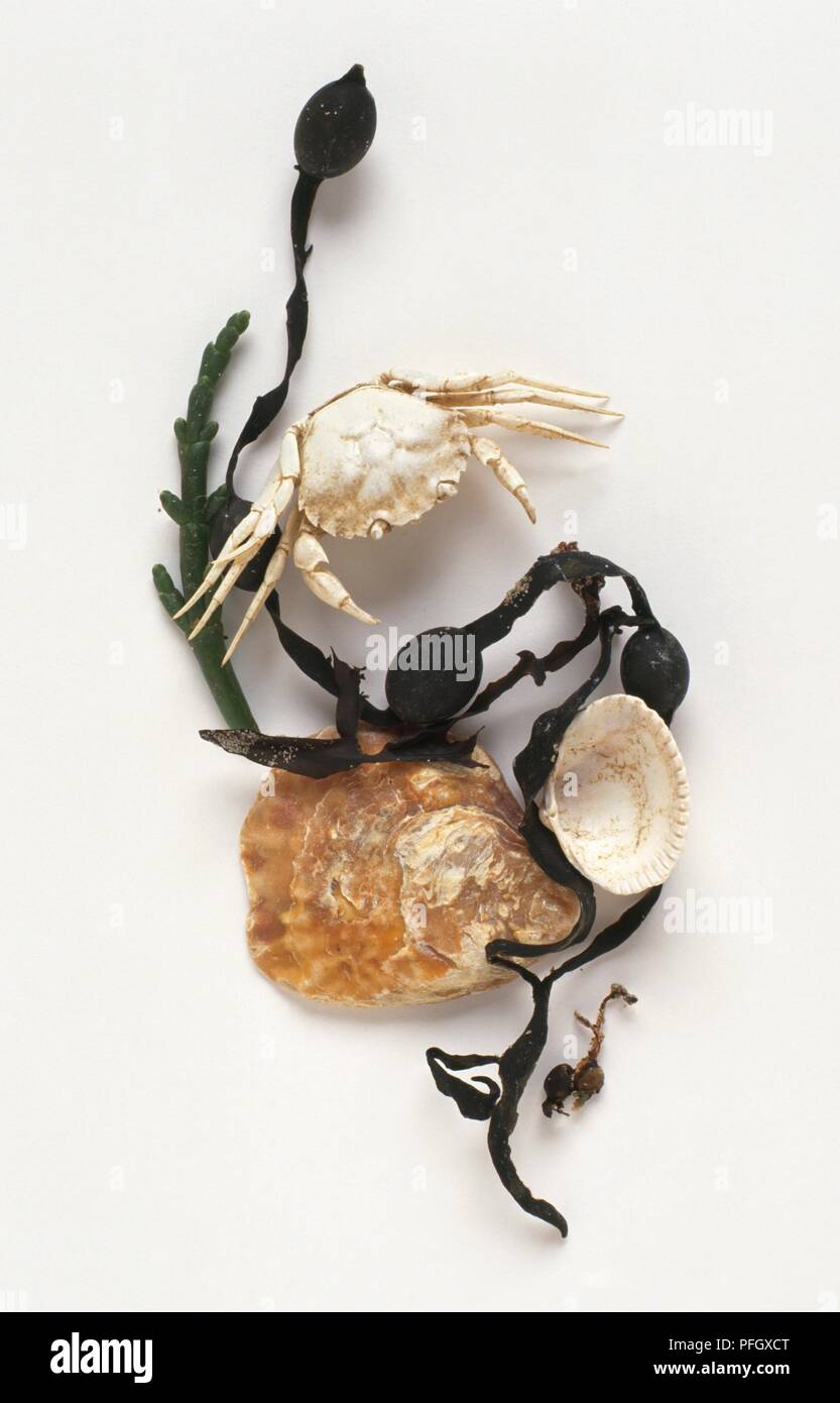 Crabe blanc avec des coquillages et des algues Banque D'Images