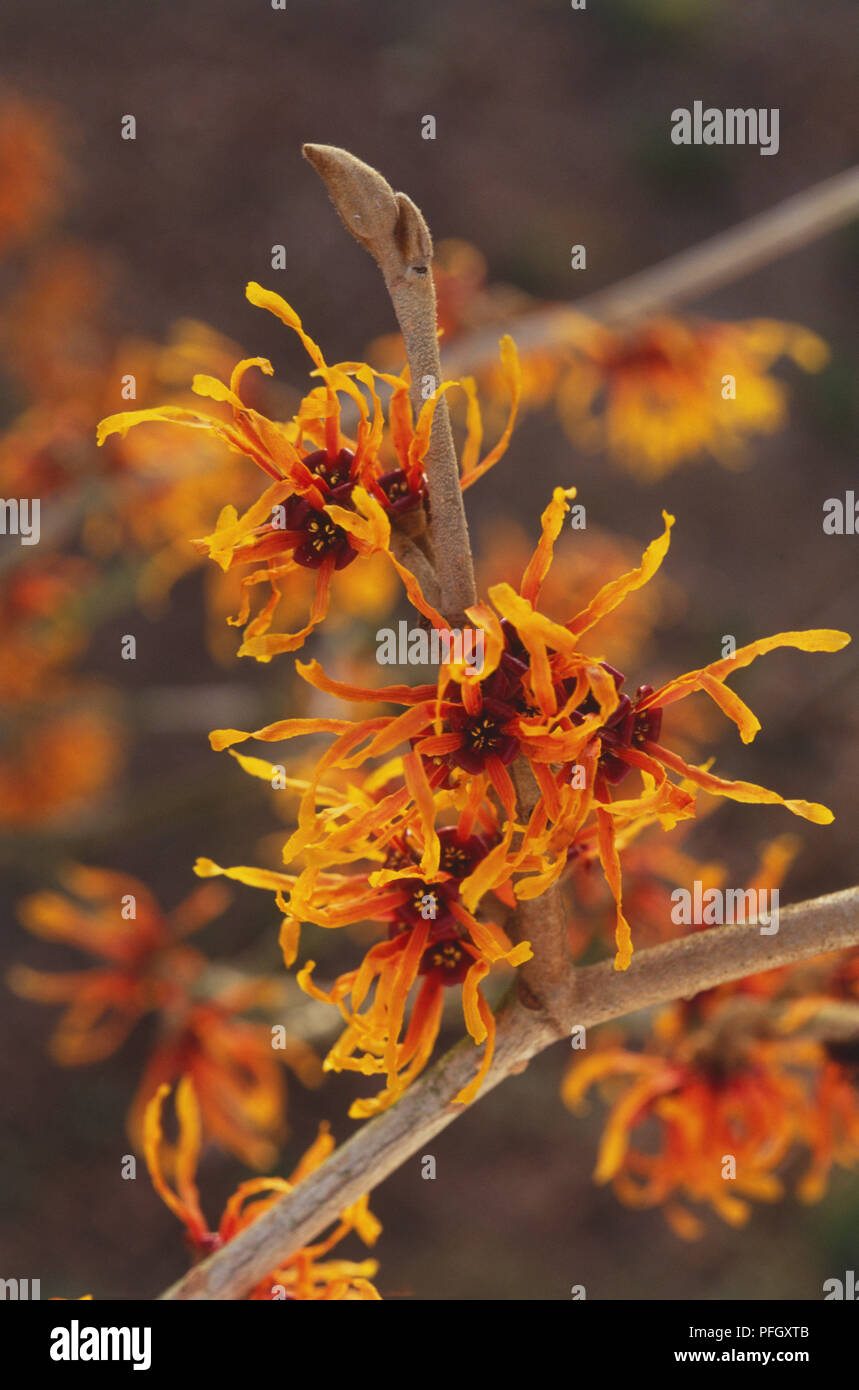 Regroupés, de ruban orange pétales d'Hamamelis x intermedia 'Jelena', l'Hamamélis, Close up Banque D'Images