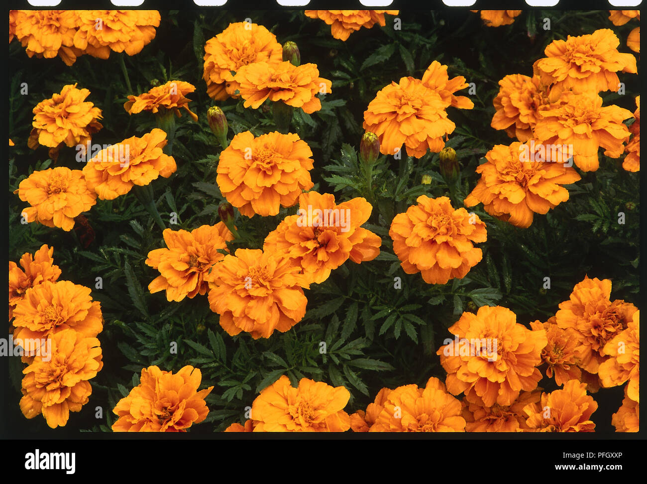 Fleurs orange vif d'oeillet d'Inde Banque D'Images