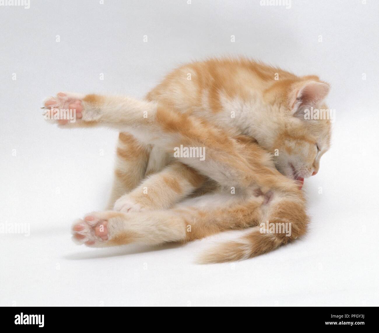 Ginger kitten licking son pelage Banque D'Images