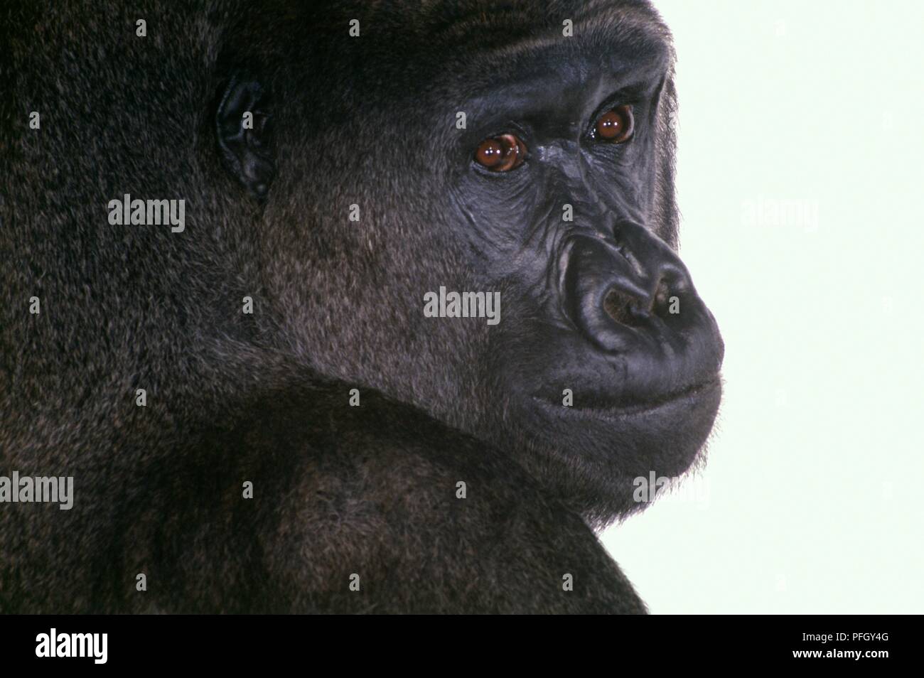 Portrait des mâles adultes de gorille de plaine de l'ouest (Gorilla gorilla gorilla), close-up Banque D'Images