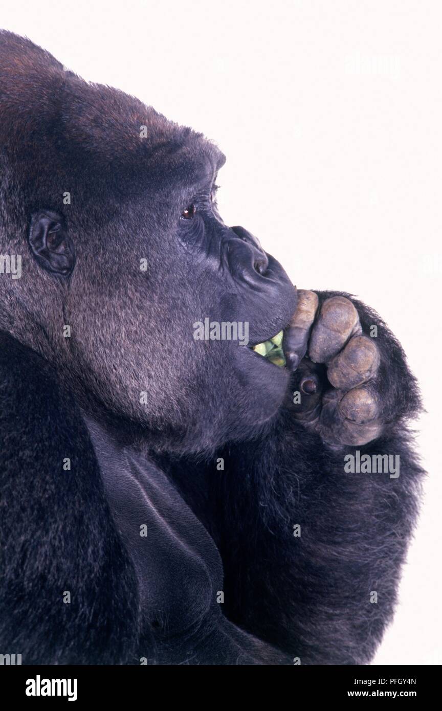 Portrait des mâles adultes de gorille de plaine de l'ouest (Gorilla gorilla gorilla) alimentation, close-up Banque D'Images