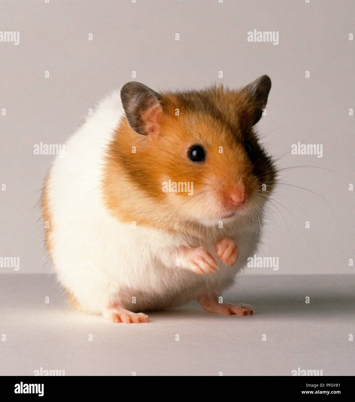 Le gingembre et le hamster blanc sur pattes, close-up Banque D'Images