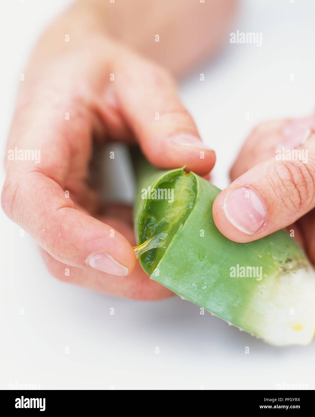 Casser les mains Aloe vera leaf en deux, révélant de section gel gluant, close-up. Banque D'Images