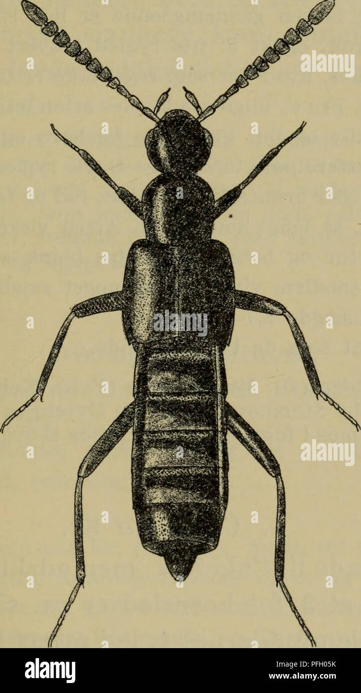 . Illustrerede haandbøger la faune ; den danske plus dyreverden... 375 Dalum), Kohaven ved Nykøbing F., Næstved, Damhus- mosen, Hillerød. Avril-juin. 5. Ripåria G. Er. (Fig. 325). Naerstående avant de til den adskilt- gående hommes, fra den oversigten naevnte j de DAV. Fig. 325. Calodera riparia. x 19. kendemaerker følehornenes likaledes ved, à 5.-10. staerkere tvaerbrede er lidt led, 2.-4. rygled spredt frie og endnu simple punkterede fødderne kortere lidt. Den ringere taille gør som regel gezwind kendelig foregående arten fra den. Laengde 3-3,1 mm. cJ : Omtrent som den foregående. And Sjaelden stedeg Banque D'Images