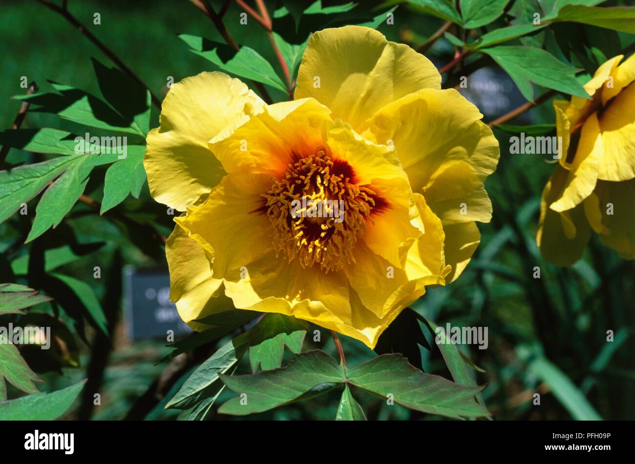 Paeonia 'enfant' romain (pivoine arbustive), fleur jaune, tête, close-up Banque D'Images