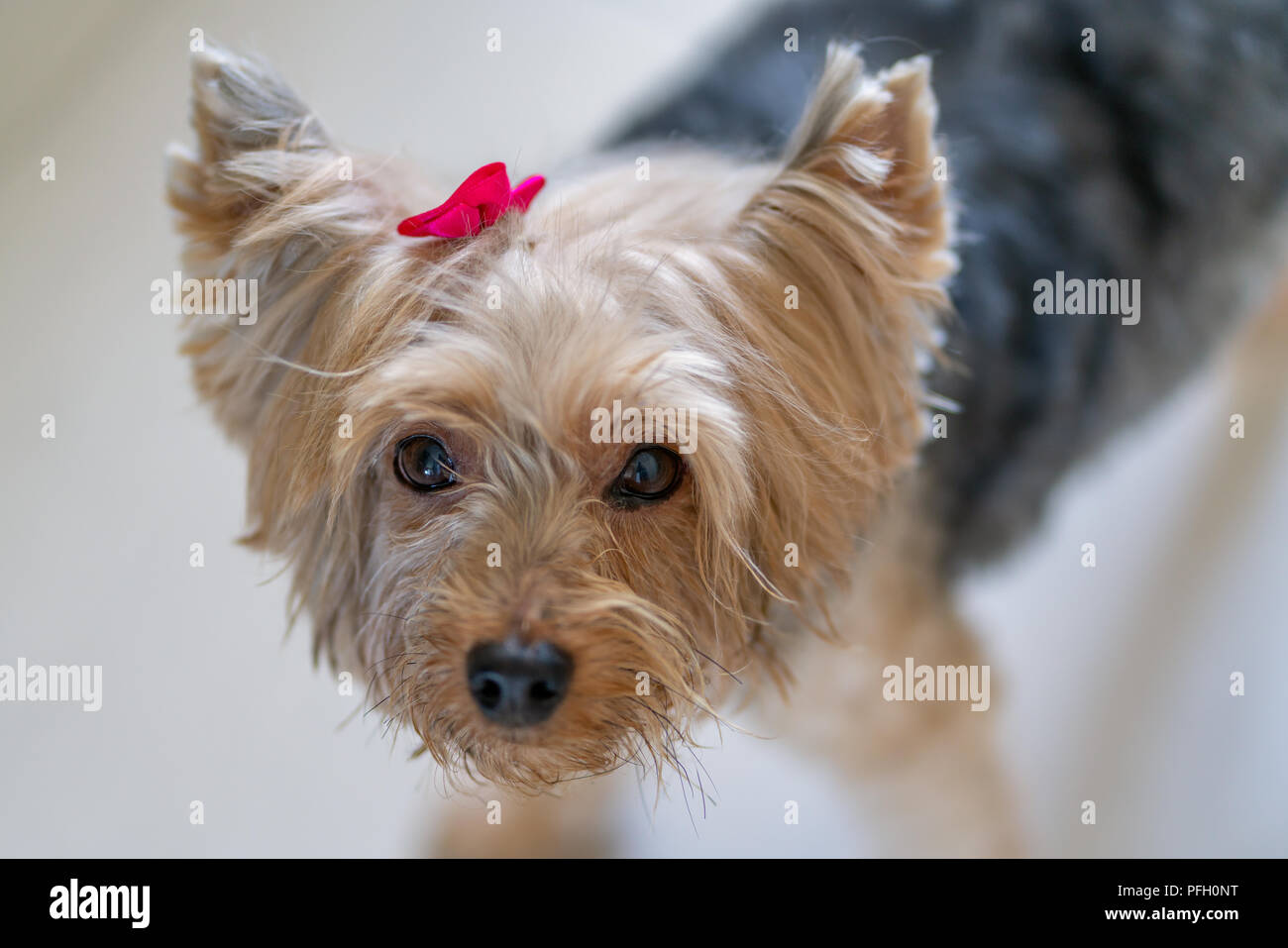 Belle Yorkshire Terrier avec ruban rose, Portrait Banque D'Images