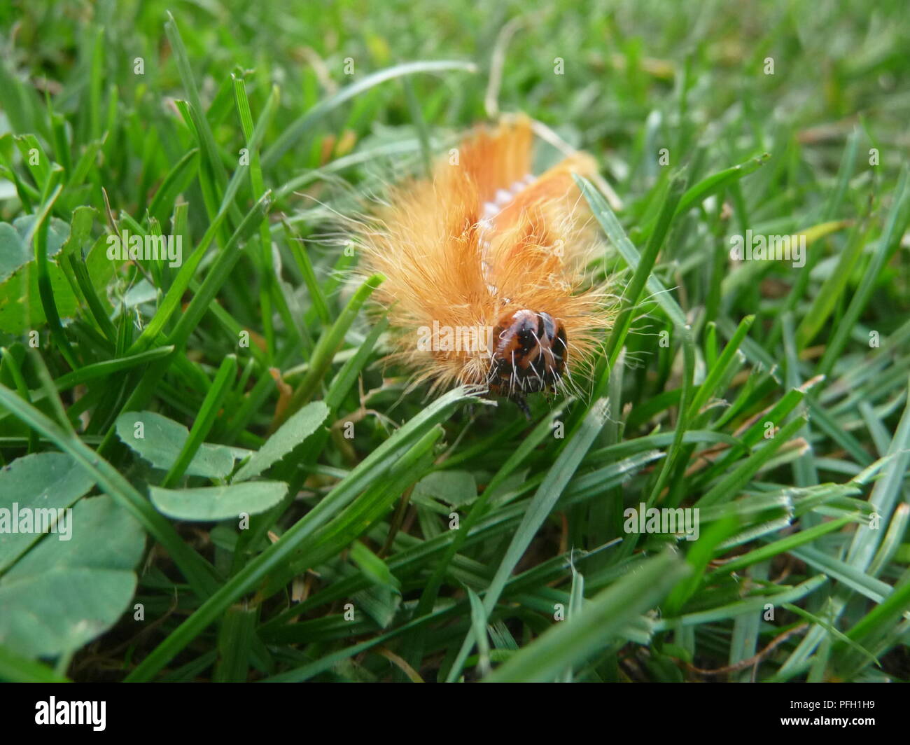 Owl acronicta aceris, Caterpillar Banque D'Images