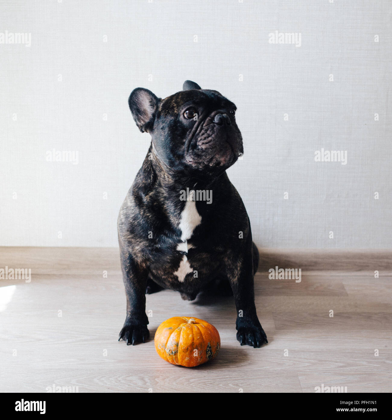 Funny bringé Bouledogue français chien et de citrouille Banque D'Images