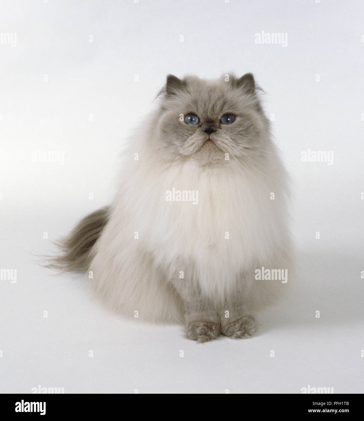 Point Bleu Avec Chat A Poils Longs Tete Ronde Massive Et Bien Assis Pattes En Touffes Photo Stock Alamy Point Bleu Avec Chat A Poils Longs Tete Ronde Massive Et Bien Assis Pattes En Touffes Photo Stock Alamy