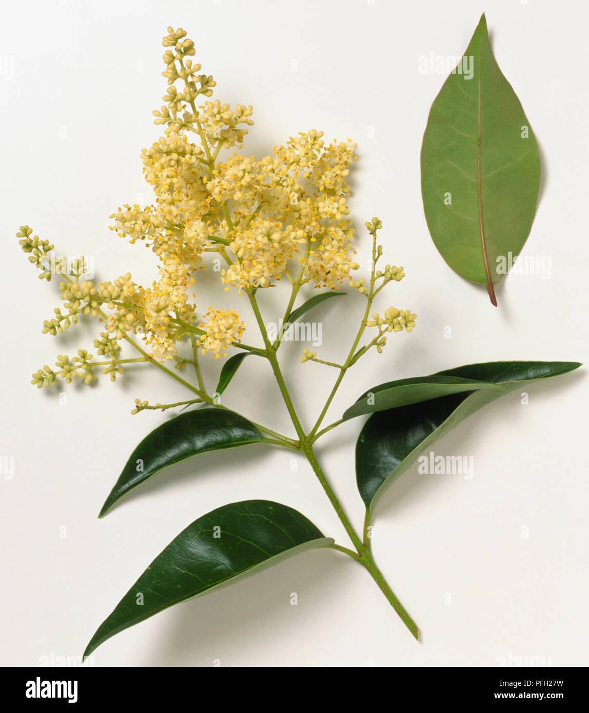 Ligustrum lucidum oléacées, Chinois, troène, brillant branch-pointe avec ovés, effilé, mature, brillant feuilles et grappes de petites fleurs jaunes. Banque D'Images