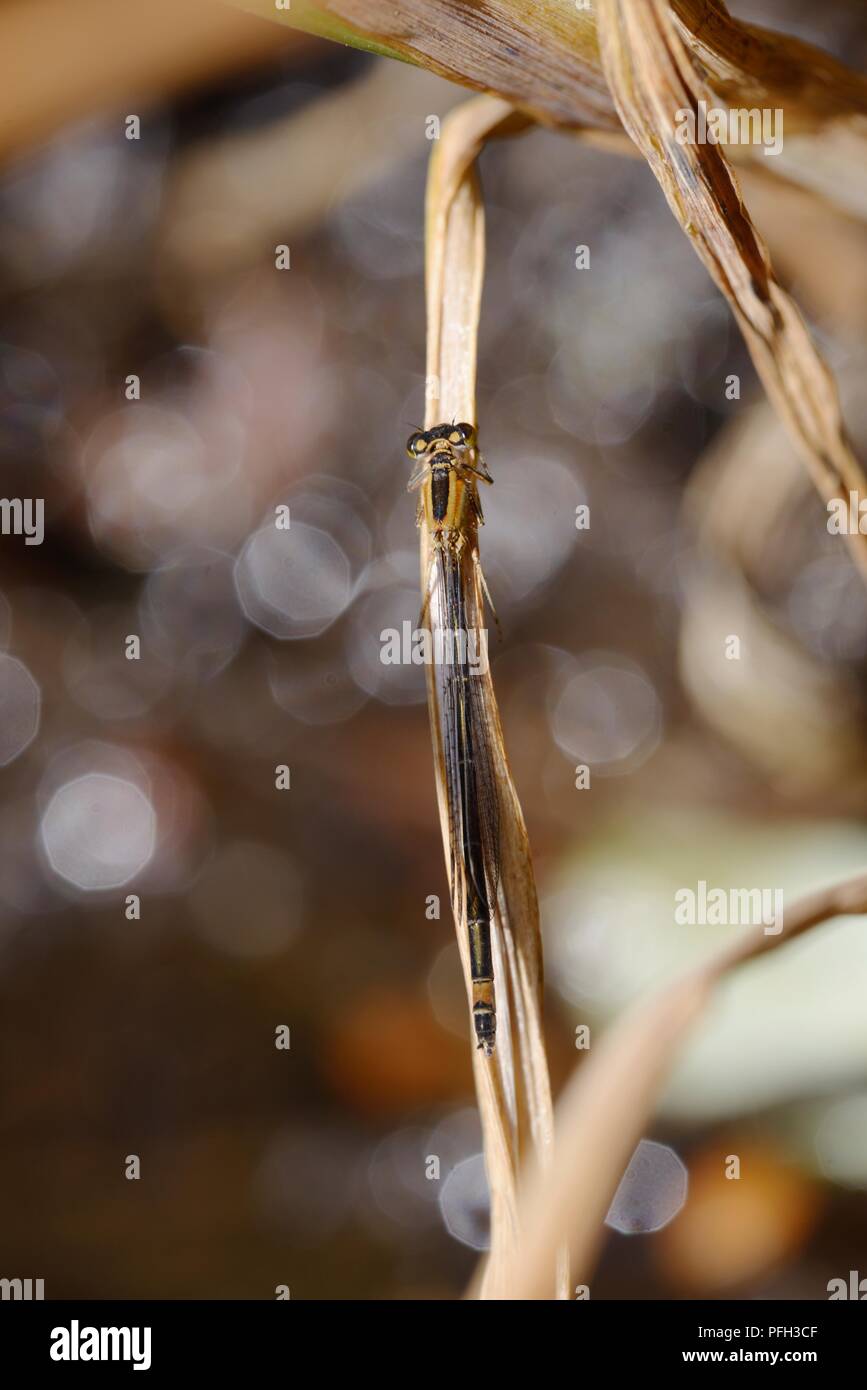 D'Ischnura elegans infuscans obseleta, Femelle Bleue Demoiselle queue brun, variante, Galles, Royaume-Uni Banque D'Images