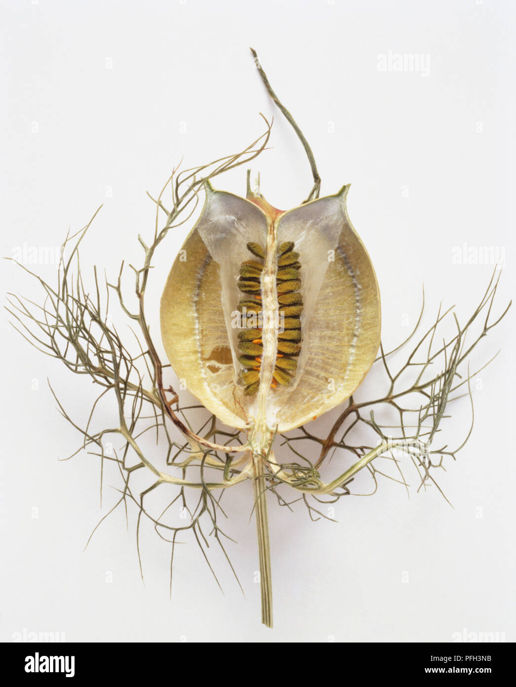 Section longitudinale par capsule de Nigella damascena, amour-dans-un-Mist Banque D'Images