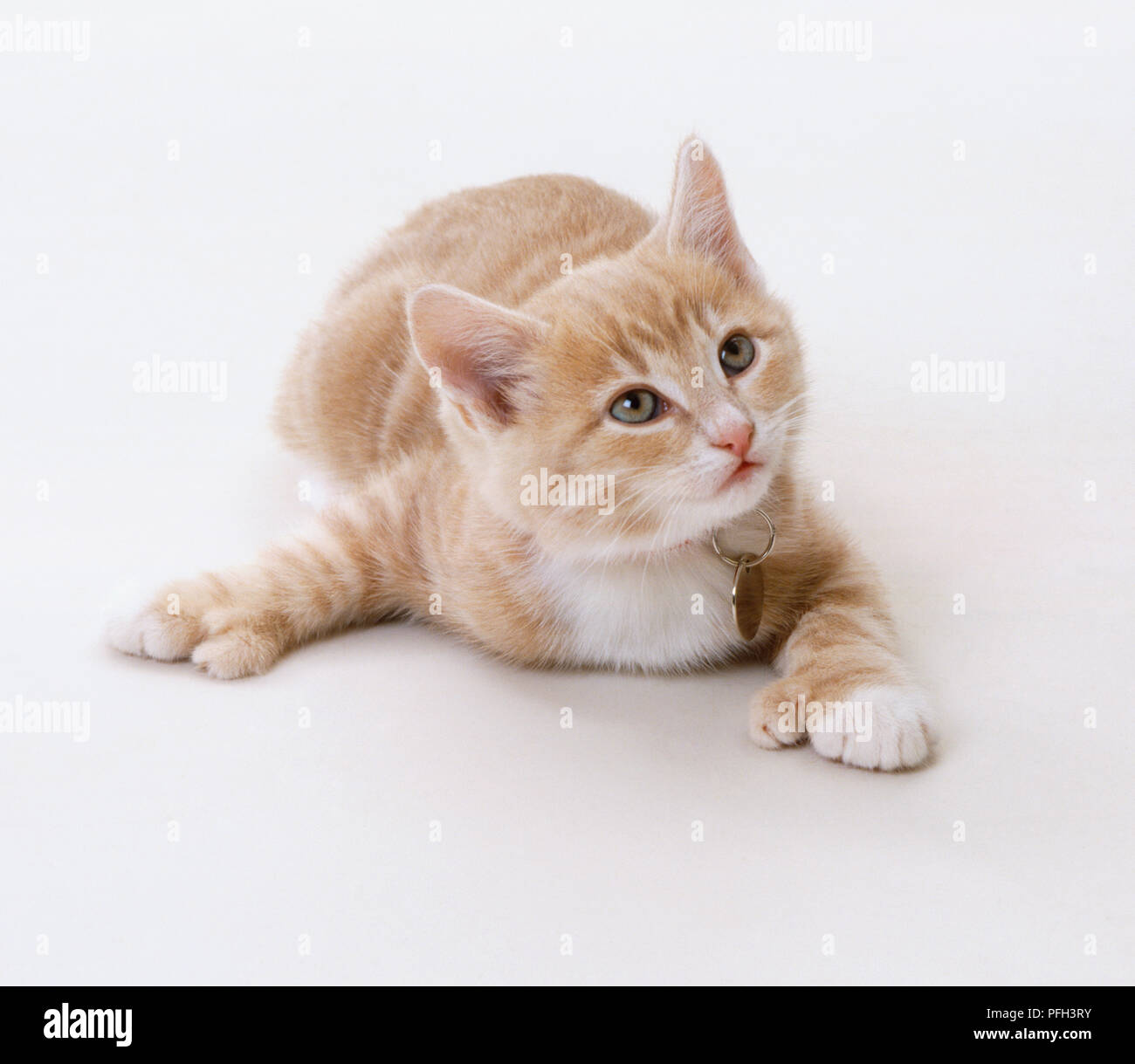 Chaton blanc et brun clair (Felis catus) avec une étiquette d'or autour de son cou allongé sur le sol, jusqu'à Banque D'Images