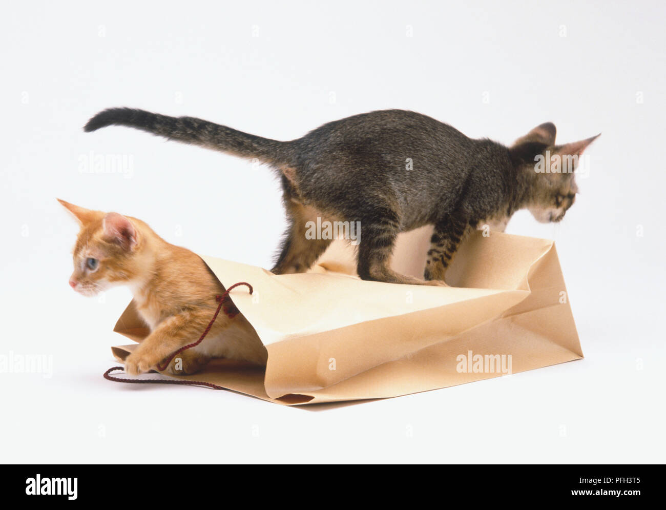 Paire de chatons (Felis catus) jouant avec un sac en papier brun Banque D'Images