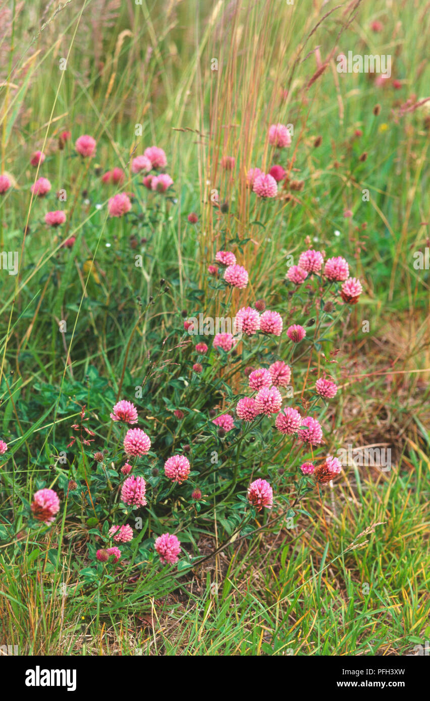 Trifolium pratense, fleurs de trèfle rouge croissant sur l'herbe, high angle view Banque D'Images