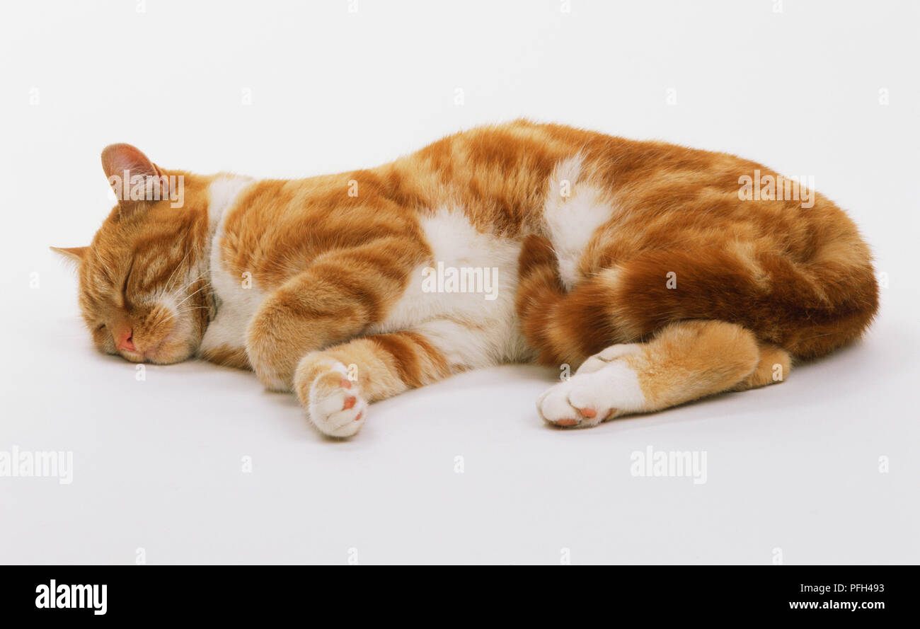 Ginger tabby cat allongé endormi Banque D'Images