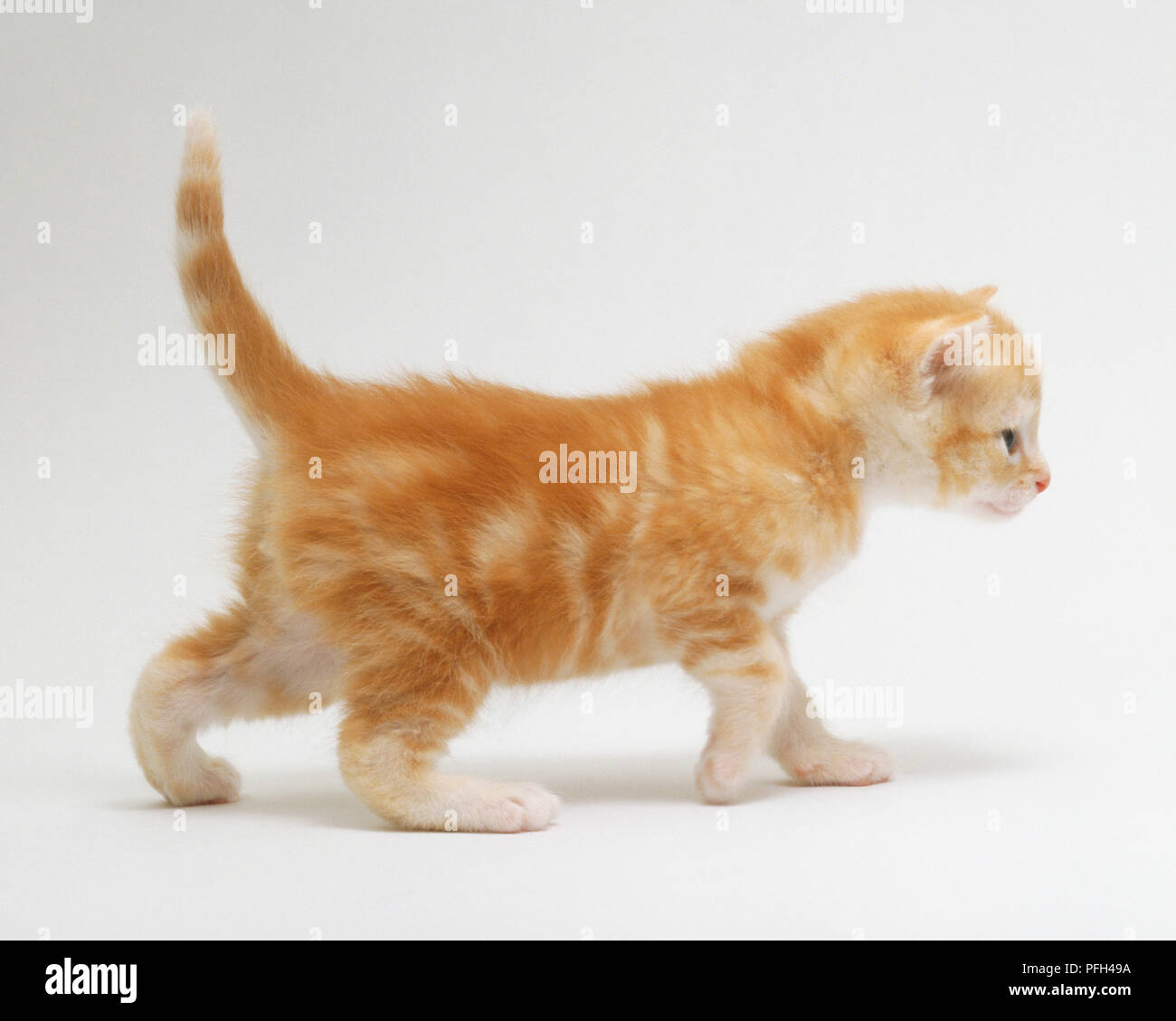 Les non-gingembre pedigree chaton, marche, side view Banque D'Images