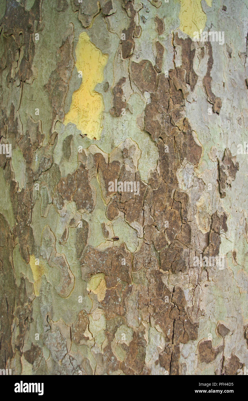 Close-up de l'écorce de l'arbre plan Banque D'Images