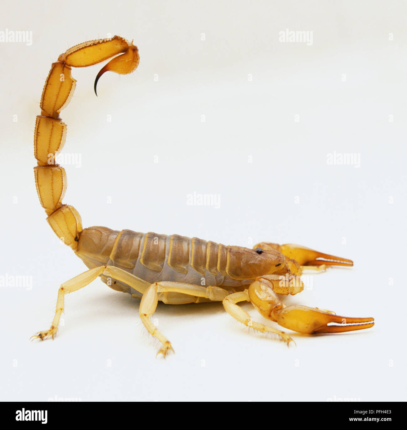 Scorpion Scorpio maurus (or), side view Banque D'Images