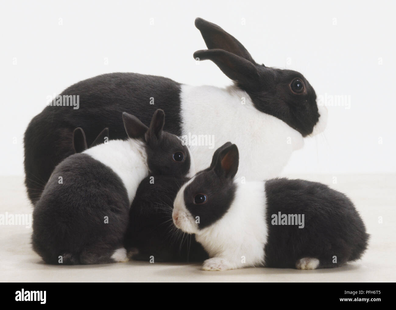 Mère noir et blanc Lapin (Oryctolagus cuniculus) et trois jeunes lapins Banque D'Images