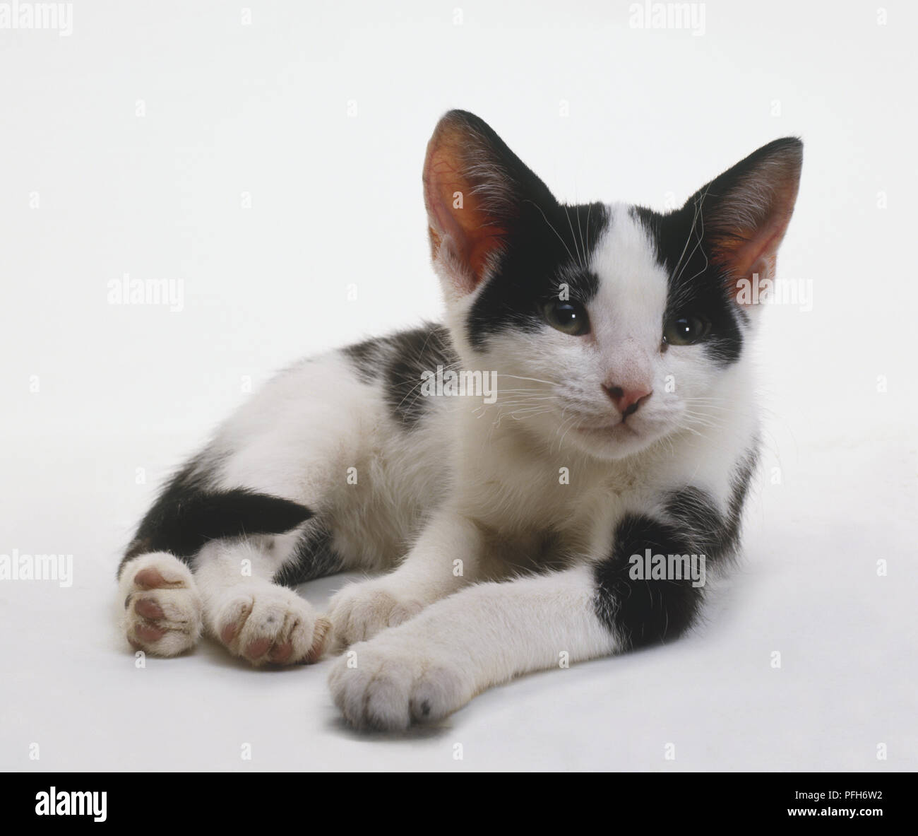 Poil noir et blanc chat (Felis catus) couché sur le côté, vue de face Banque D'Images