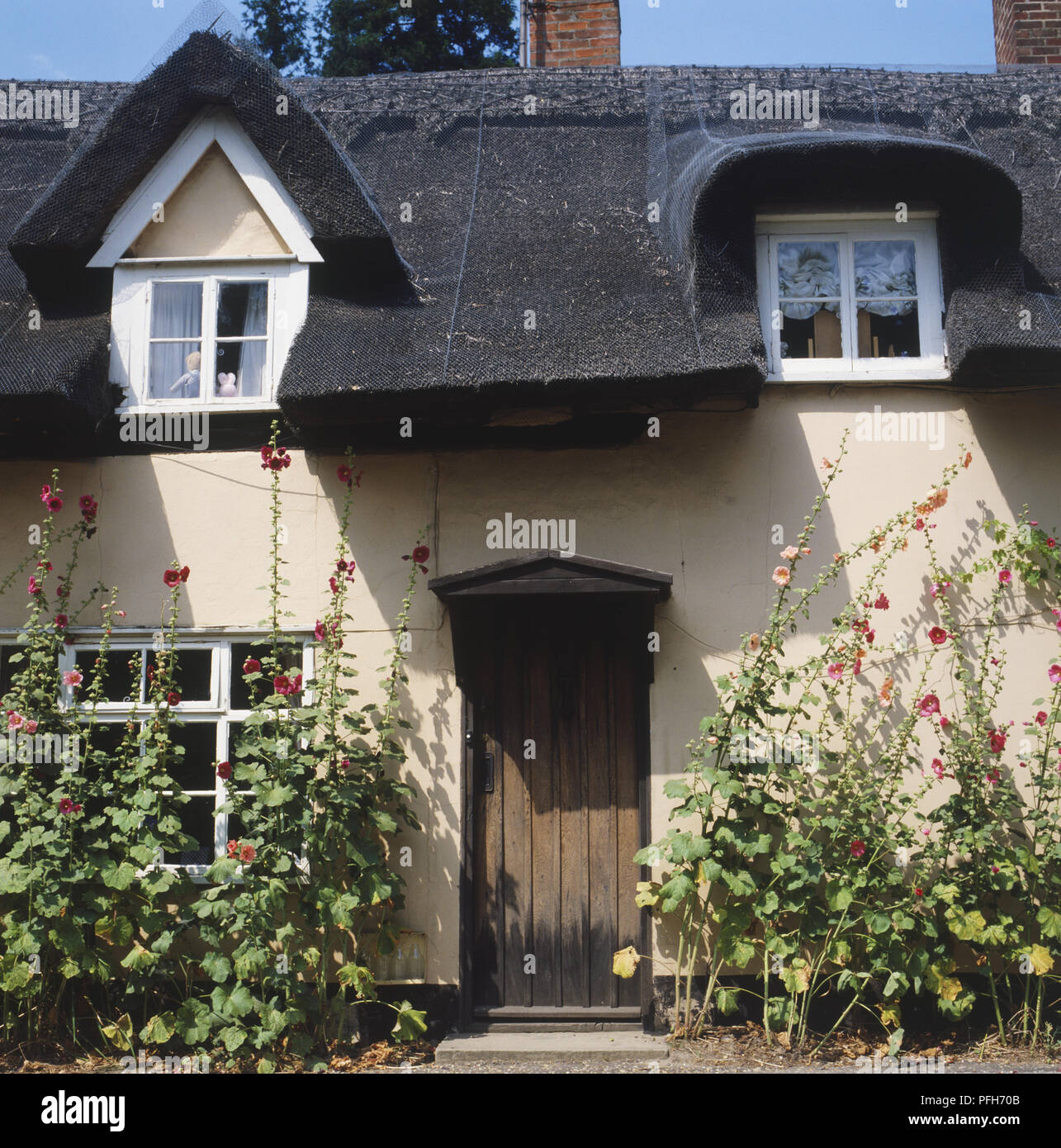 Façade d'une maison au toit de chaume avec de grandes tiges à fleurs, de roses trémières sur deux côtés de la porte en bois Banque D'Images