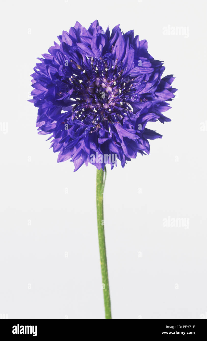 Centaurea cyanus, bleuet, front view Banque D'Images