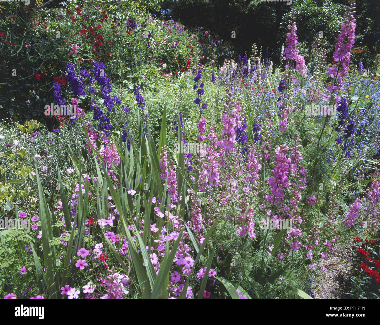 Hauteur des pics de Delphinium bleu et violet Banque D'Images