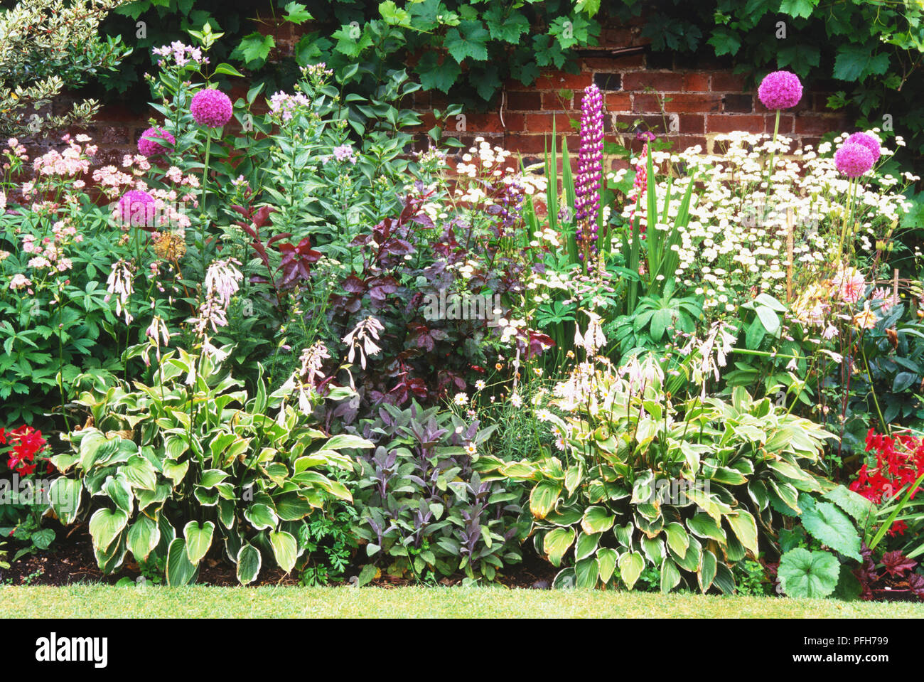 Y compris la frontière Allium, hostas, sauge, Lupin et Phlox Banque D'Images