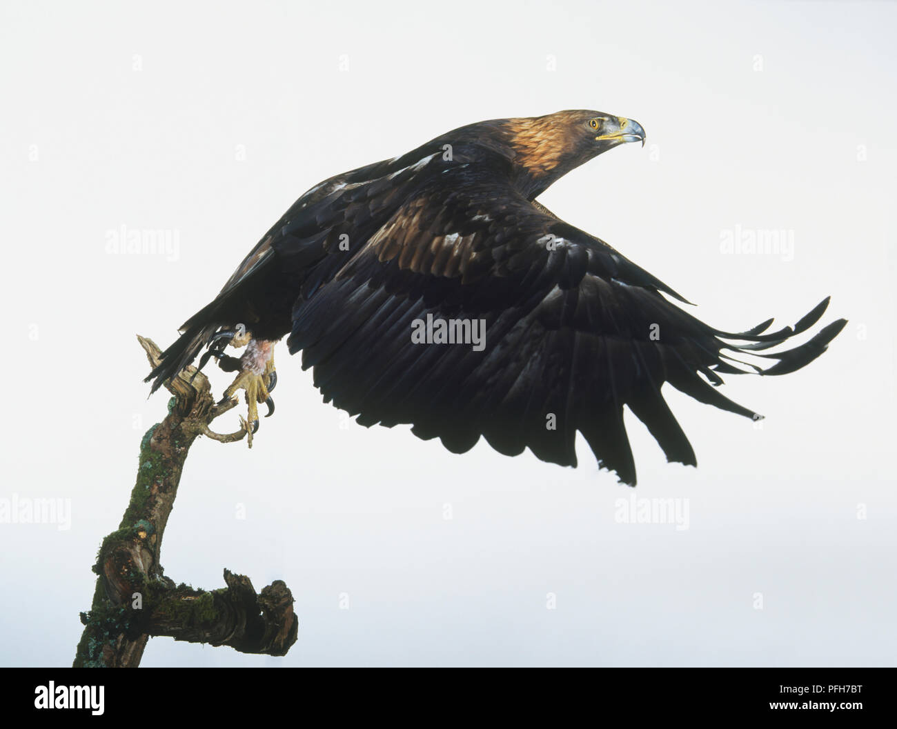 L'Aigle royal (Aquila chrysaetos) prépare à décoller, side view Banque D'Images