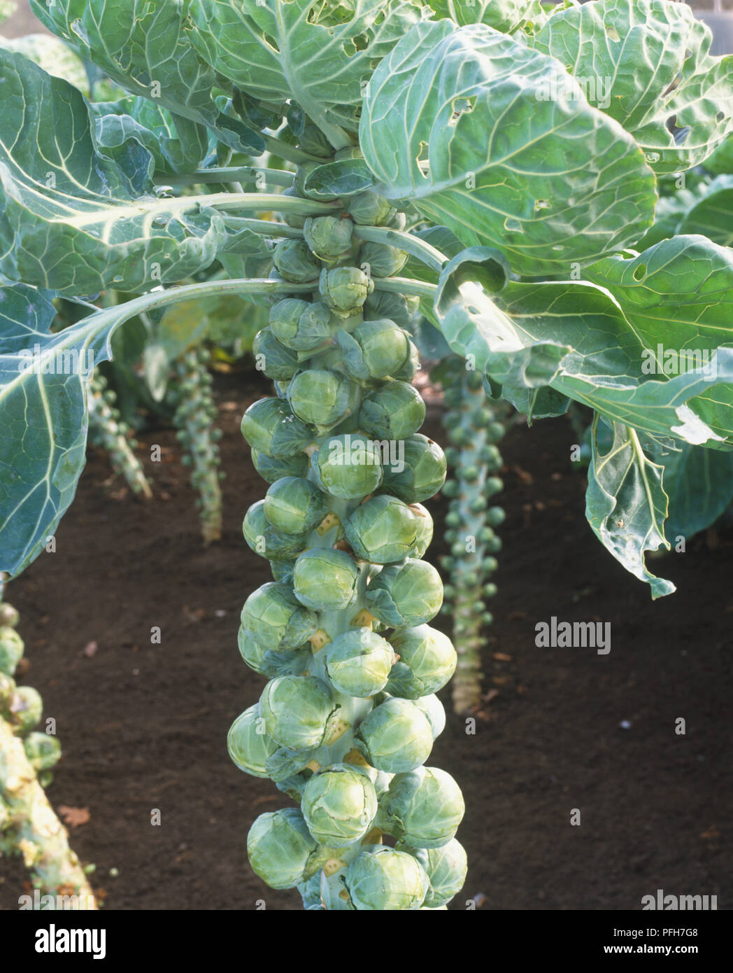 Brassica oleracea Gemmifera, cluster de choux de Bruxelles Banque D'Images