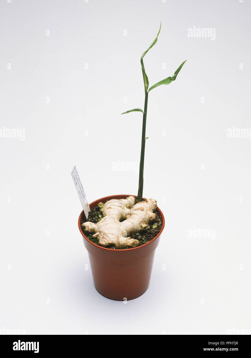 Le gingembre, Zingiber officinale plante dans un cache-pot Banque D'Images