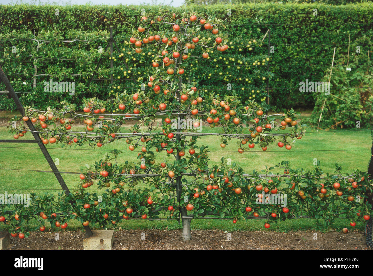 Malus 'Lord Lambourne', formés à l'arbre du ventilateur Apple roulement pommes rouges Banque D'Images