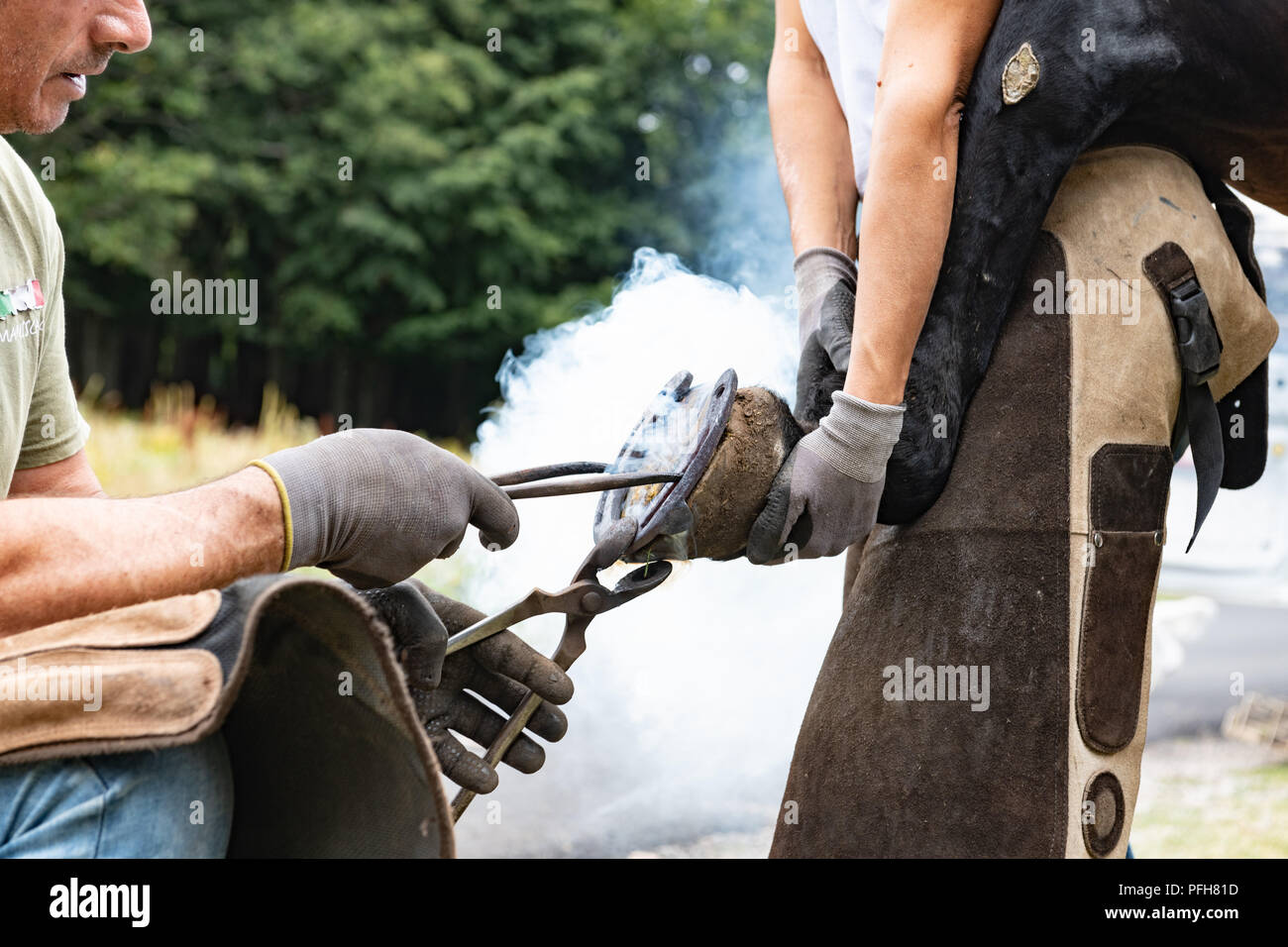 Close up de mains humaines se griffe sur l'paw Banque D'Images