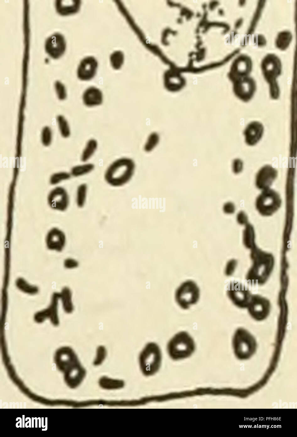 . Le cytoplasme de la cellule végétale. Les cellules et les tissus des végétaux ; le protoplasme. M. Les cellules animales comme l'appareil de Golgi, mais seulement dans des cas exceptionnels. Par conséquent, l'avis de Gicklhorn n'est pas une base solide pour la généralisation. Il est donc démontré que toutes les formations décrites comme l'appareil de Golgi dans les cellules végétales sont des éléments dissemblables, appartenant soit à la système vacuolaire ou à l'chondriome (chondriosomes et les plastes) et que, par conséquent, il n'y a pas d'appareil de Golgi dans les plantes. D'autres formations cytoplasmique :- Dans le cytoplasme de plusieurs cellules et en particulier dans celui de l'Protistes, gran Banque D'Images