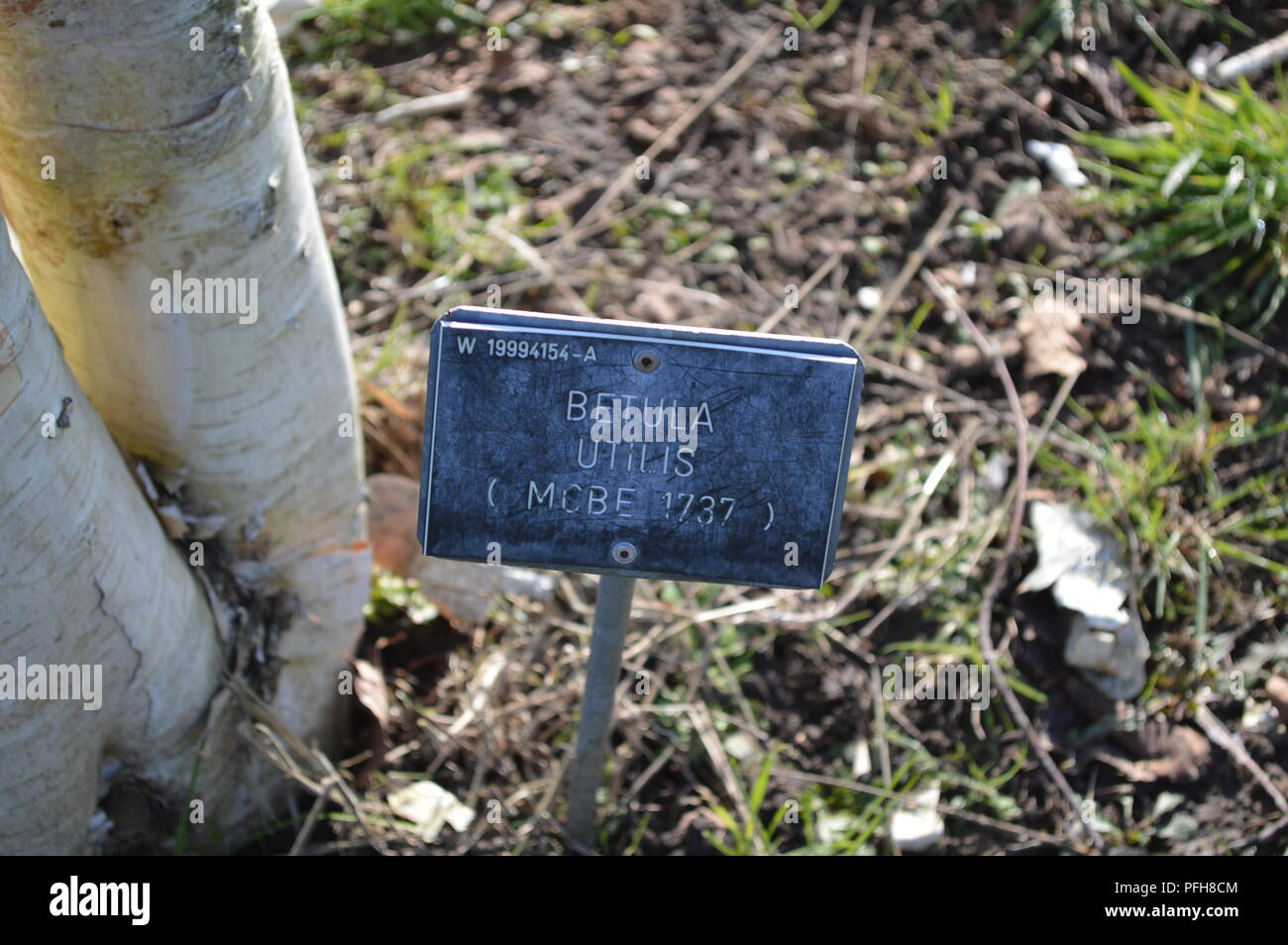 Betula utilis Banque D'Images