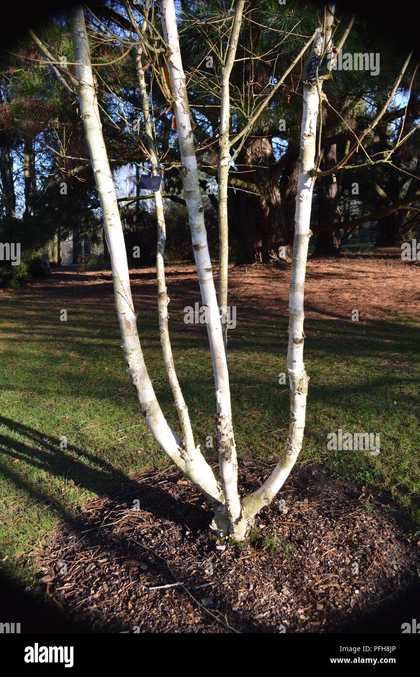 Le Betula utilis jacquemontii Jermyns var Banque D'Images