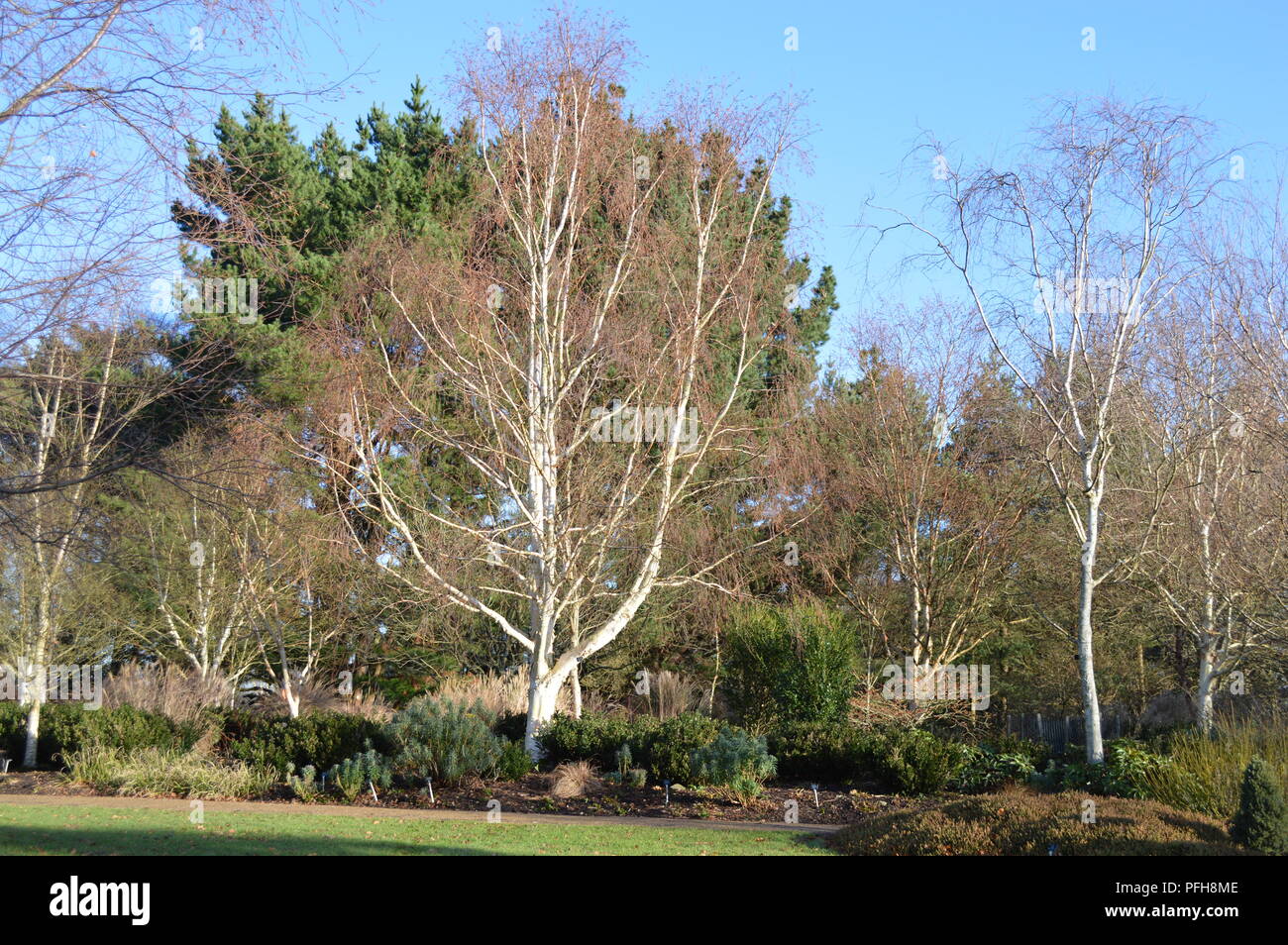 Le Betula utilis jacquemontii Jermyns var Banque D'Images