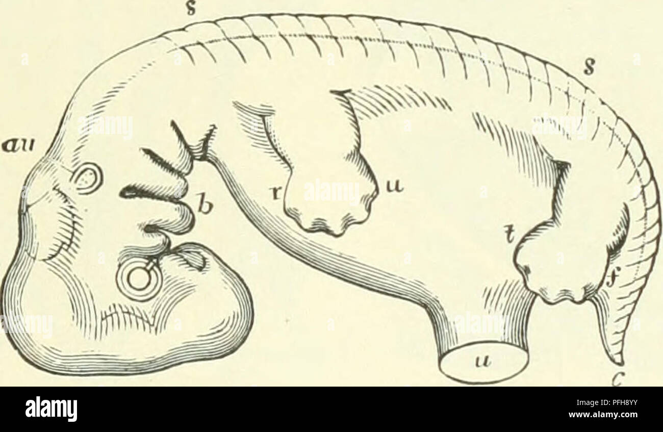 . Darwin, et après Darwin. Une exposition de la théorie darwinienne et une discussion des questions post-darwinien. L'évolution ; l'hérédité. La morphologie. 83 à comprendre comment il avait réussi à conserver un organe qui avait été renoncé par ses ancêtres les plus récents. Néanmoins, comme les singes anthropoïdes, con- tinuer à présenter les vestiges d'une queue rudimentaire dans un petit nombre de vertèbres caudales ci-dessous les téguments, nous pouvons nous attendre à trouver le même état d'affaires dans le cas de l'homme. Et c'est exactement ce que l'on y trouve, comme un regard sur ces deux illustrations comparative doit afficher. (Fig. 15.) En outre, au cours de la se Banque D'Images