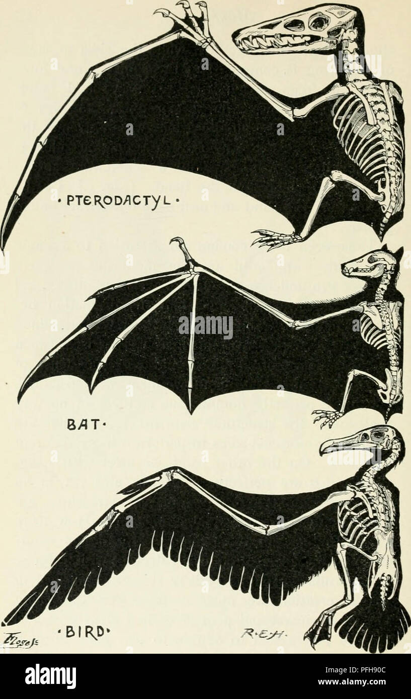 . Darwin, et après Darwin. Une exposition de la théorie darwinienne et une discussion des questions post-darwinien. L'évolution ; l'hérédité. Fig. 5.-aile de reptiles, mammifères et oiseaux. {Brii tirées de la nature. A/tts.).. Veuillez noter que ces images sont extraites de la page numérisée des images qui peuvent avoir été retouchées numériquement pour plus de lisibilité - coloration et l'aspect de ces illustrations ne peut pas parfaitement ressembler à l'œuvre originale.. Romanes, George John, 1848-1894. La Cour ouverte Chicago Pub. Co Banque D'Images