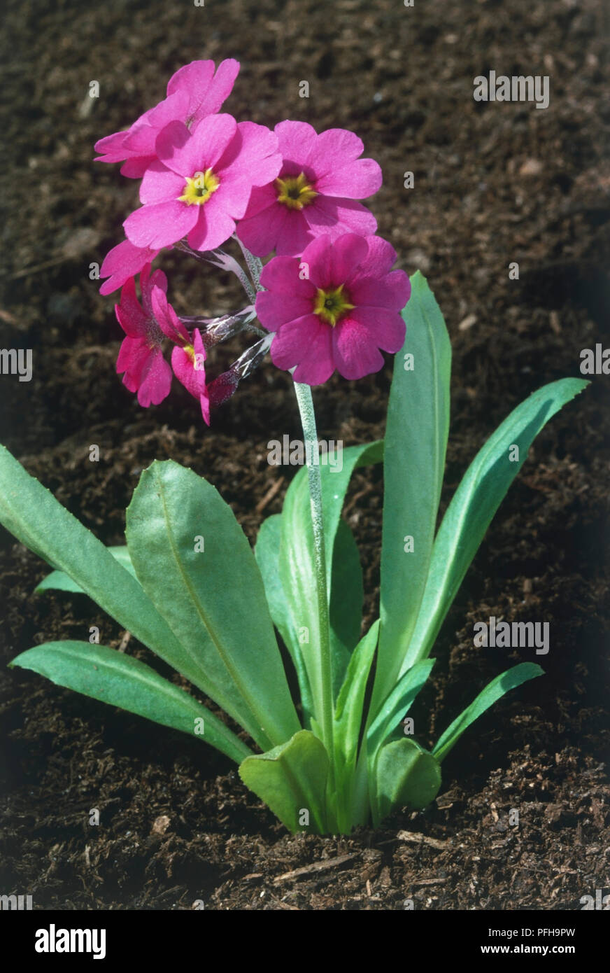 Primula Rusbyi Primrose Ombelles De Fleurs Rose Vif Et