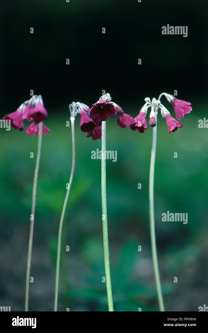 Primrose Primula secundiflora (candélabres) avec des fleurs rose foncé sur de hautes tiges Banque D'Images