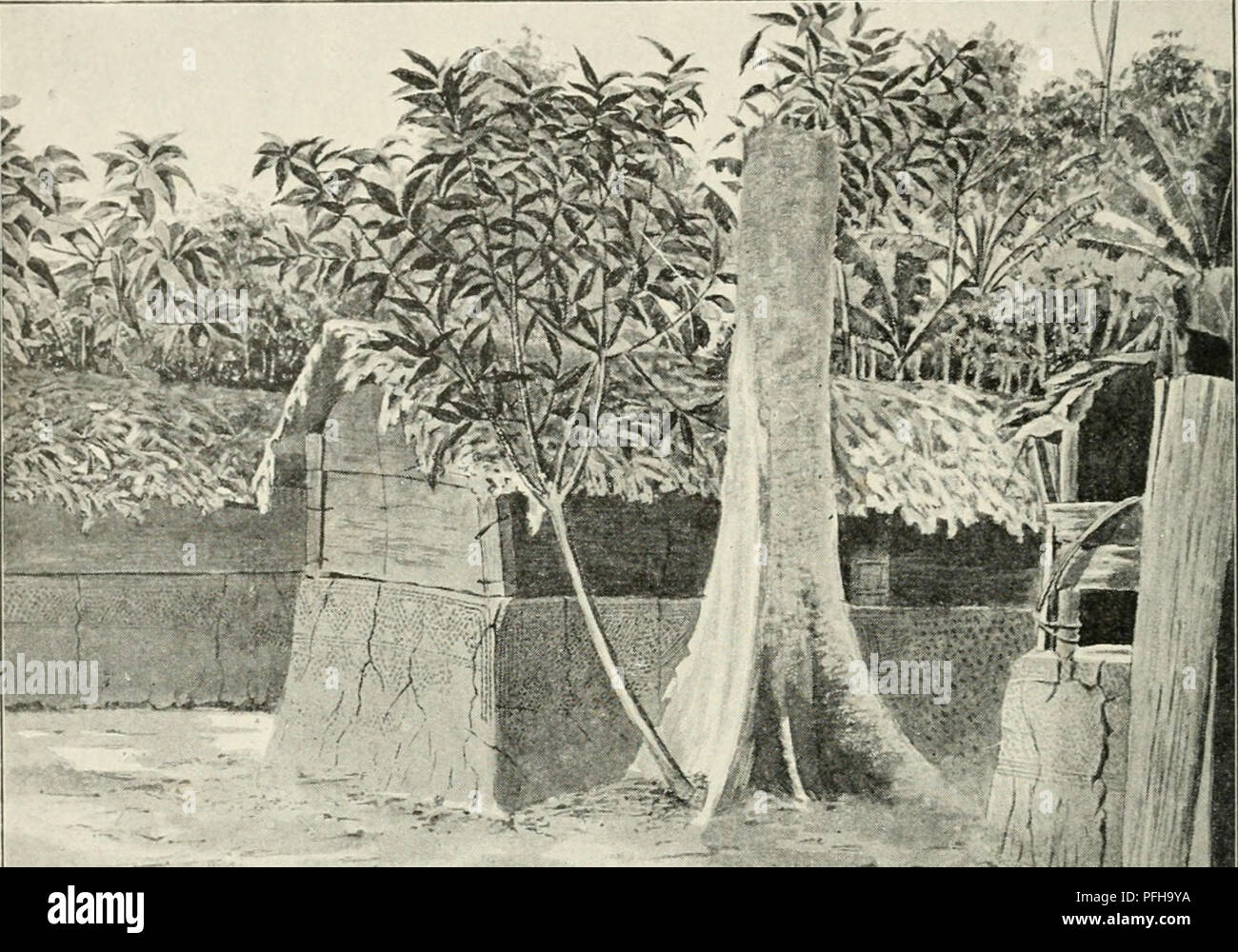 . Dans la grande forÃªt de l'Afrique centrale. Mon voyage au Congo et à la Mongala en 1896. La botanique. 38 Chapitre SI En continuant notre route vers le nord, nous traversÃ¢mes la large croupe d'une colline basse et assez sÃ®che, couverte de hautes futaies, et, aprÃ¨s une marche de sept heures, nous atteignÃ®mes le village de ftfukamba. Peu aprÃ¨s, nous rencon- TRÀ¢mes un groupe de trois villages qui portent le nom de Mond (ou Monkerenke erengi j). Au delÃ de cette Località© se suivent à peu de distance les villages de M (il n 1 U, O polo, Congo fou Gundji)et Masanga, qui comptent Ã peu prÃ¨s une Banque D'Images