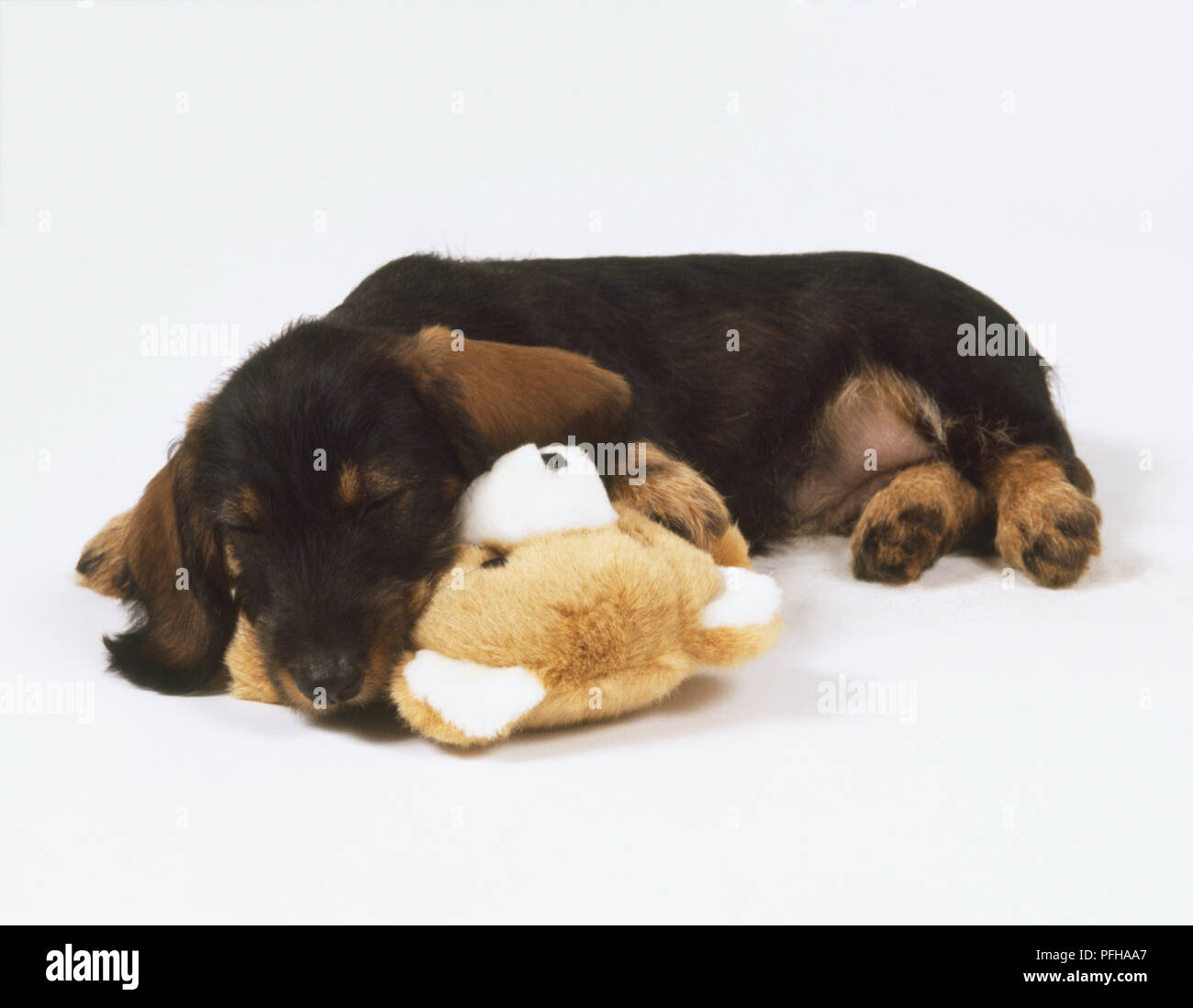 Un jeune Teckel (Canis familiaris) couché avec sa tête reposant sur un jouet en peluche Banque D'Images