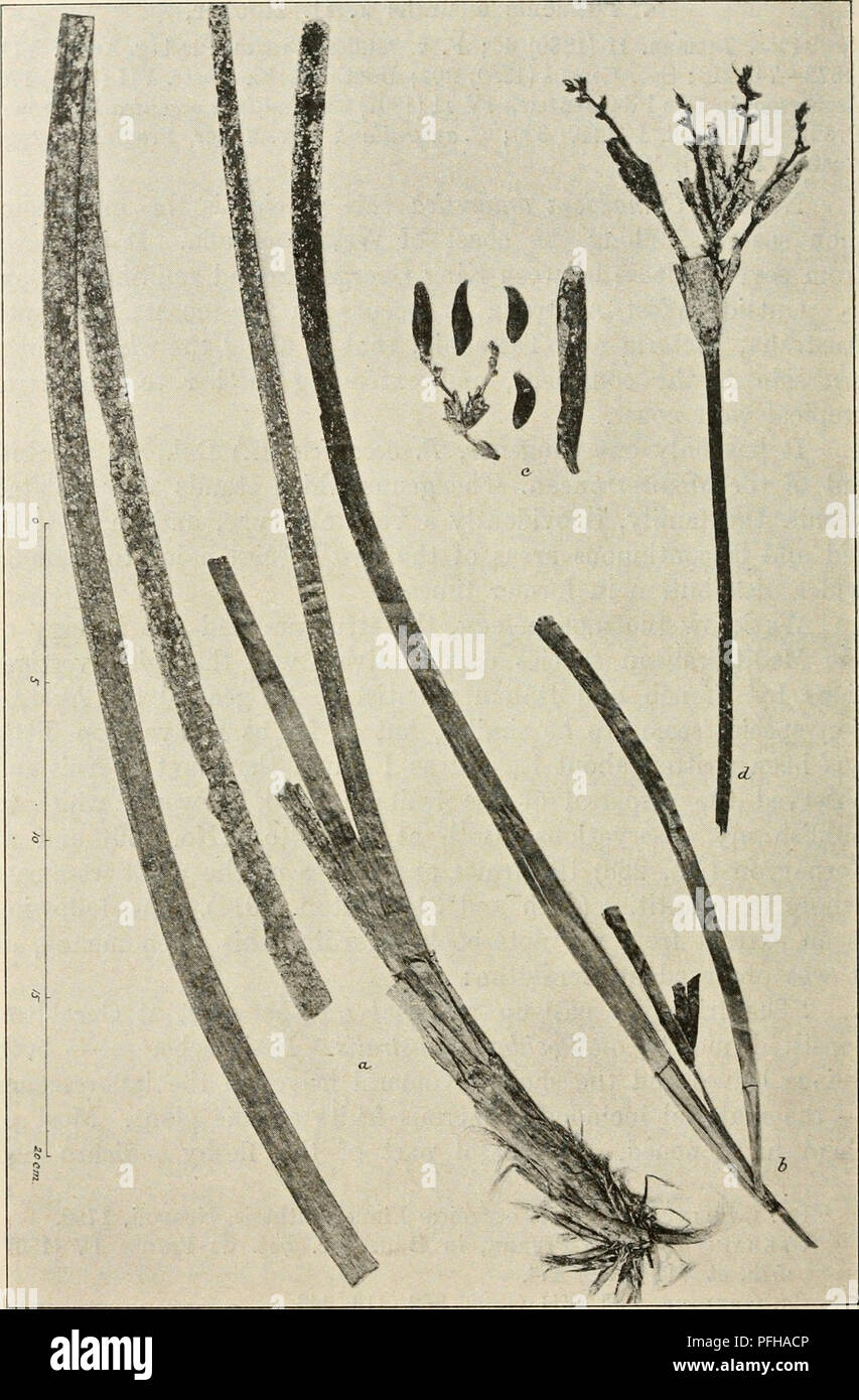 . Dansk botanisk arkiv. Les plantes Les plantes ; -- le Danemark. Dansk Botanisk Arkiv, Bd. 2. N° 6.. Fig. 17. Posidonie australis. Une lame-feuille, debout et tirer, de Carnarvon ; b, les jeunes inflorescences avec des feuilles, de Port Pirie, S. A. (leg. Gunnar Un- dersson, 9e août 1914) ; c, inflorescence avec des fruits mûrs et des bractées, de Geraldton ; d, ensemble de l'inflorescence avec bractées et fleurs anciennes, la corne- comme prolongation de la branches visibles ; de W. A. (leg. F. C. Müller). (Photo, du matériel d'herbier).. Veuillez noter que ces images sont extraites de la page numérisée des images qui peuvent avoir été numériquement enh Banque D'Images