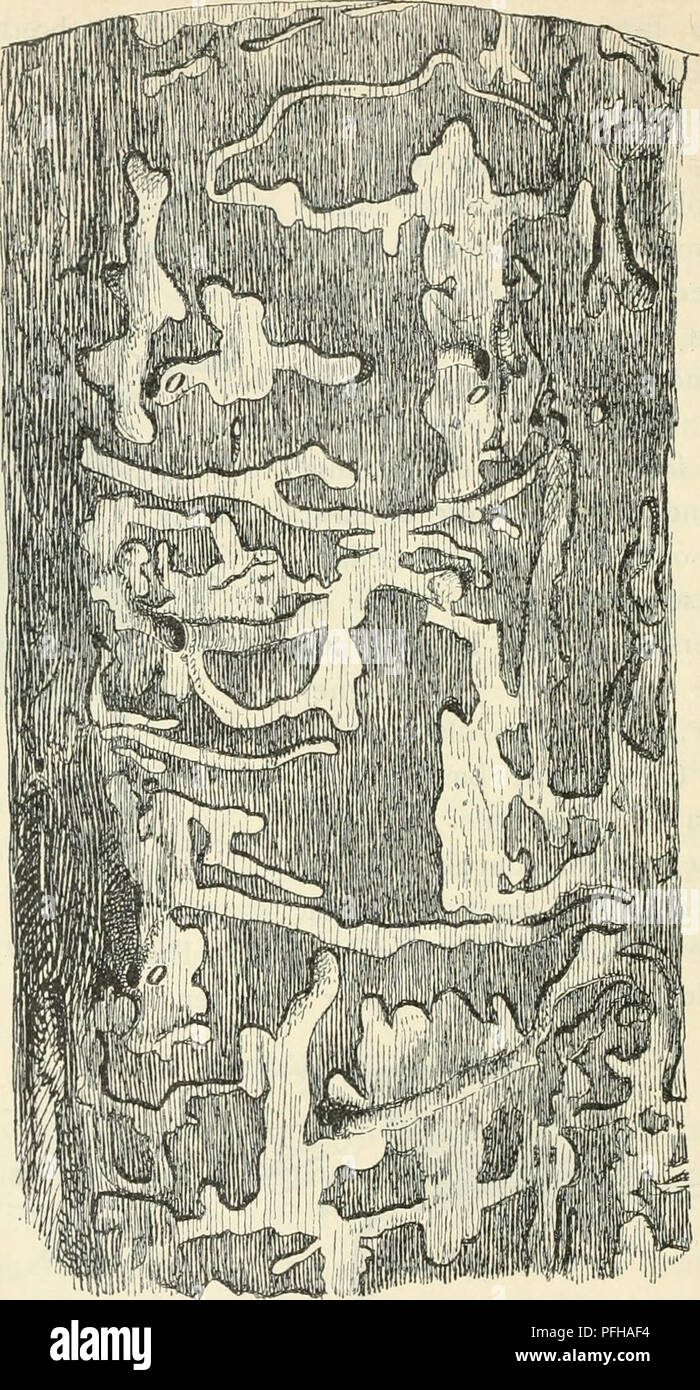 Cette image montre une section d'un mélèze affecté par Tetrophi7n hiridtim, avec l'écorce enlevée révélant des tunnels larvaires et l'accès à une chambre pupienne. L'infestation s'est produite chez des conifères sains le long des bords sud des zones forestières. Cette image est extraite d'une page numérisée et peut avoir été améliorée numériquement pour plus de clarté. Banque D'Images