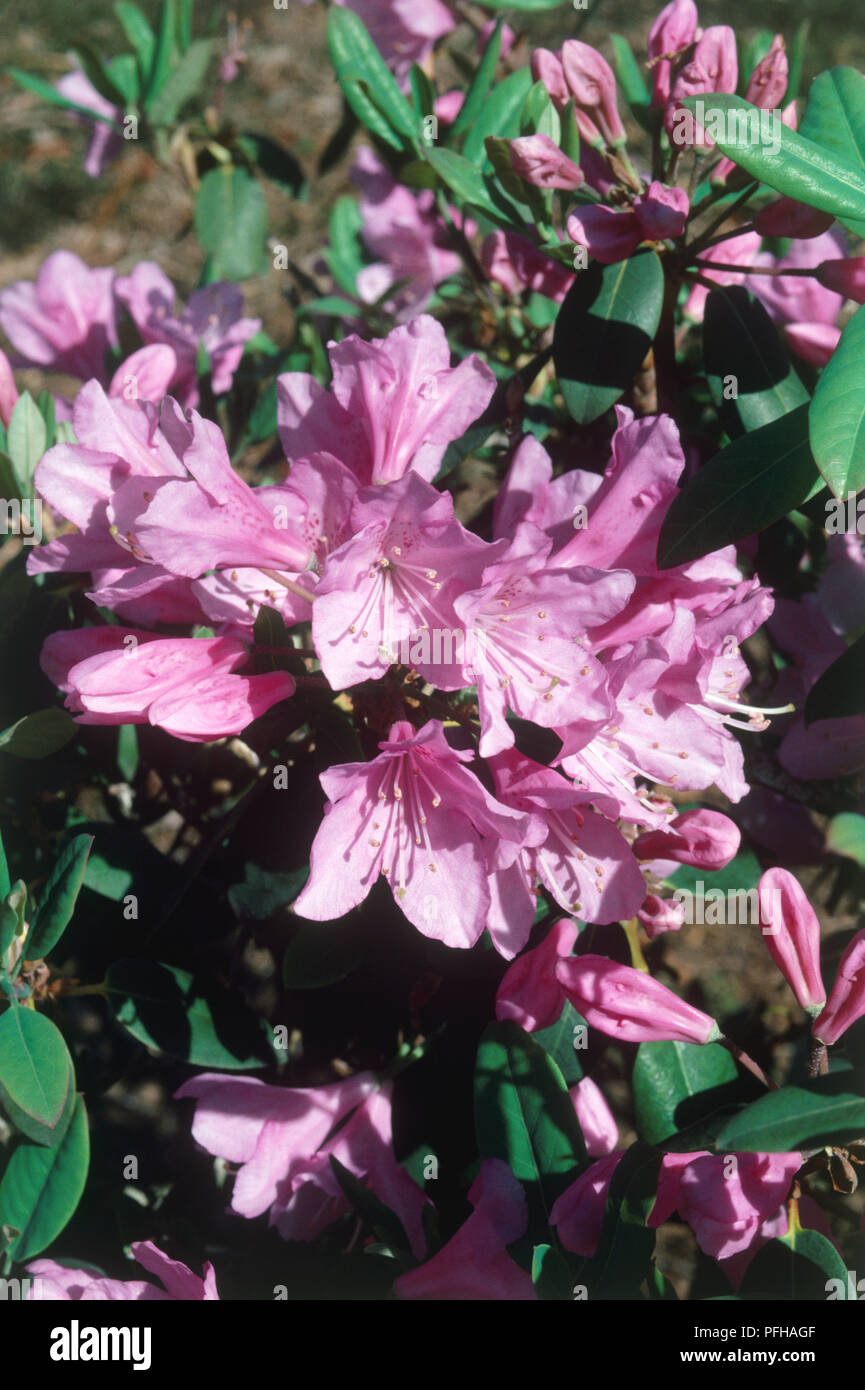 Oreotrephes Rhododendron, rose-Lavande fleurs et feuilles vert pâle Banque D'Images