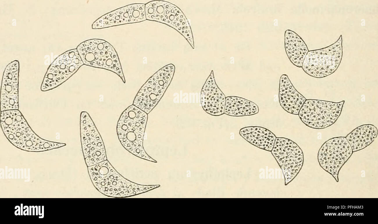 . Dansk botanisk arkiv. Les plantes Les plantes ; -- le Danemark. 34 Dansk Botanisk Arkiv, Bd. 2. N° 5. Dinemasporium graininnm Lév. Paa visne af Luzula pilosa lame. S. Gelsskov, 1914 Août. Melanconiales. *Gloeosporium gallaruni Ch. riche. Paa Galler, frembragt Dryophanta af sp., paa Blade af Quercus robur. S. Hareskov, août 1915. Gloeosporium equiseti Ell. et Ev. Equisetum fluviatile de l'AAP. S. Eske- mosegaard, août 1913. Gloeosporium *mnsarnm importatum Cooke et Messe. var. Laubert. Paa importerede Frugter af Musa. København, août 1912. Konidierne 15-20 x 7-8^ ; Cooke et Massee angiver pour Hoved- arten 10-12 x Banque D'Images