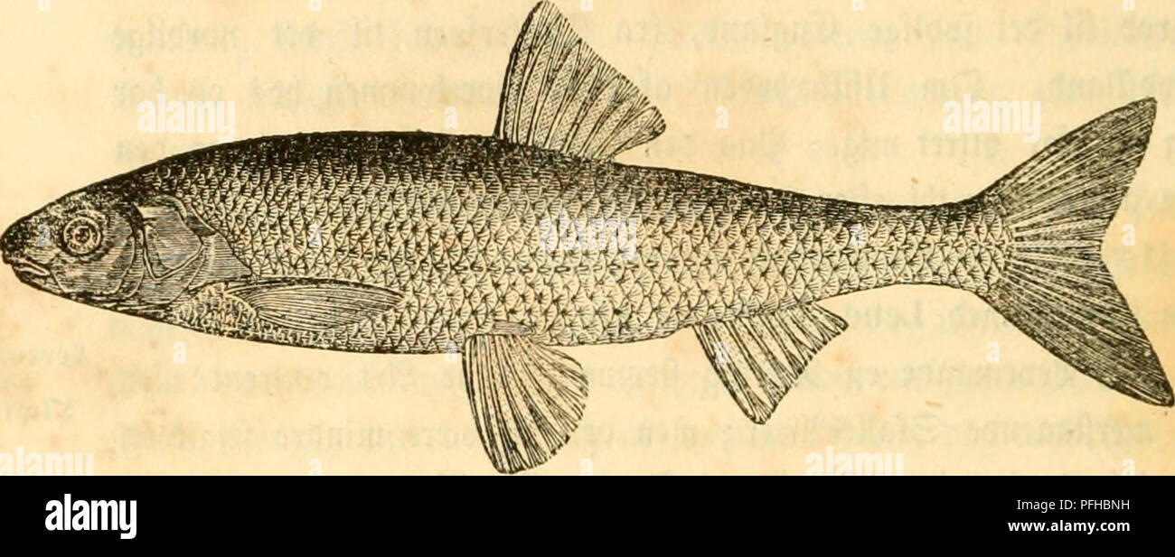 . La Danmarks fiske. Les poissons. 472. Ø9Te5(rt. (^icemfiaUen Lcnciscus Grislagine (Linn.). iii-téma-rHc 2)en ftøtfte^l le CITC, fom er Il^ ^^oi bam ebct^ Sffngbc tnbeI oIbCi^,)fem ©ange eUev simple i S^Iccngben* otal, ben ftørfte ffclfe cmtrent^Si à ©angc ftøvfte^øjbe j'Ben. (Snubcn^ temmelig breb og ftum, frem vage nb c allumé^t fe van iunben 5). Senne (iUe, fun cpfttgenbe Oijevliaeben tibet, bam. laengft ©"celg* tceubcvne tccnbev« 9U, ft)" ^aap lurt &lt;3yoe(gben, [tillcbe uTfl9i-cv(2 -f-o). SDjeti ? ©jenncmfntt ubgjøv V4 "af f)øt ebetg Scengbc«^l. tbeUnien tcclle^ angg ©52 pmtvent:copyright ? ?a:I, øtte enfø ø" Banque D'Images